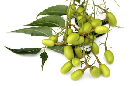 Olej z Miodli Indyjskiej (neem), nierafinowany, tłoczony na zimno, 100 ml, Esent